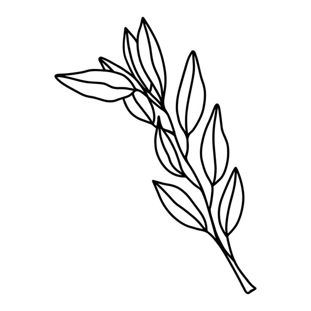 Όμορφη λεπτή απεικόνιση ενός αφηρημένου κλαδιού ελιάς σε λευκό φόντο. Ασπρόμαυρο διανυσματικό χέρι ζωγραφισμένο από κλαδί με φύλλα. Μεμονωμένο αντικείμενο για προσκλήσεις, κάρτες. - Διάνυσμα, εικόνα