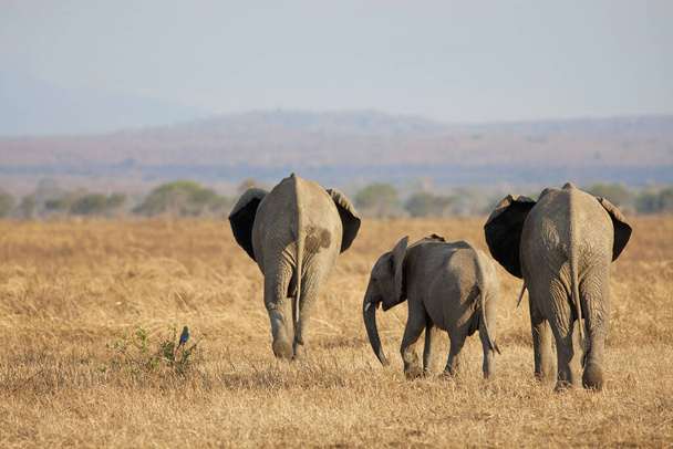 L'éléphant de brousse d'Afrique - Photo, image