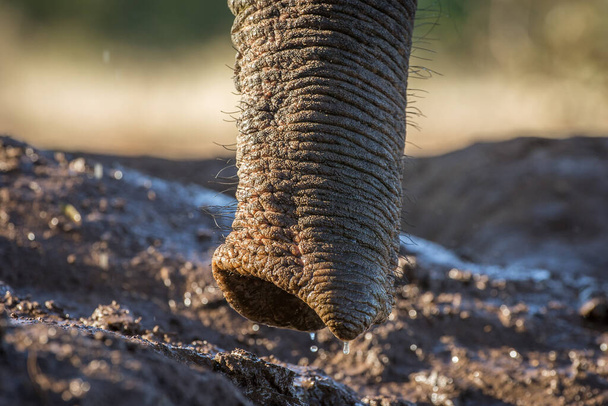 Ο αφρικανικός ελέφαντας - Φωτογραφία, εικόνα