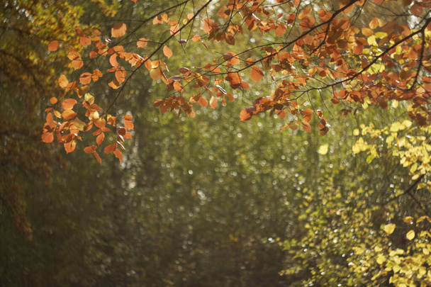 Blurred bokeh of autumn leaves in the forest on a warm Sunny day. Autumn forest, illuminated by the morning sun.The colors of autumn. - Foto, imagen