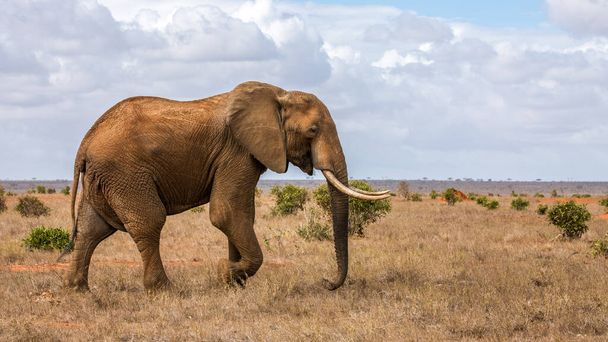 Африканський слон. - Фото, зображення