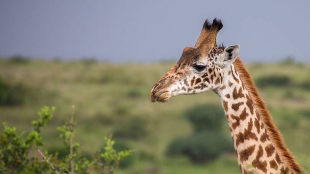 giraffa in natura, Africa - Foto, immagini