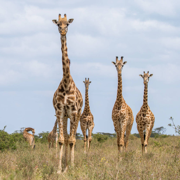 żyrafa w naturze, Afryka - Zdjęcie, obraz