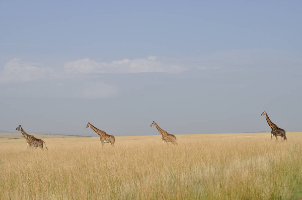 Giraffa in natura, Africa orientale - Foto, immagini