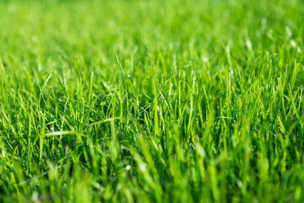 lush green lawn, landscaping backyard or lawn garden - Photo, Image