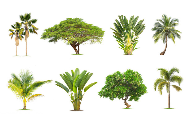 Kookos- ja palmupuut Eristetty puu valkoisella pohjalla, puiden kokoelma.Suuret puut kasvavat kesällä, mikä tekee rungosta suuren. - Valokuva, kuva