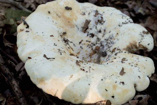Lactifluus vellereus flauschige Milchkappe im selektiven Waldfokus - Foto, Bild