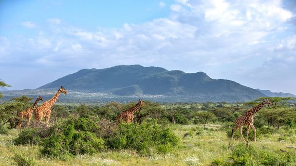Giraffe in freier Wildbahn, Ostafrika - Foto, Bild