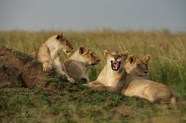 Serengeti-Nationalpark in Tansania - Foto, Bild