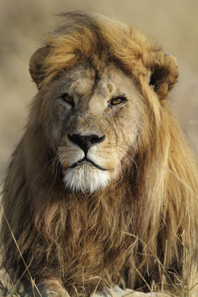 Parc national du Serengeti en Tanzanie - Photo, image