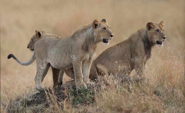 Lion FOUND ITÄVALTA AFRIKAAN KANSALLISET PARKIT - Valokuva, kuva