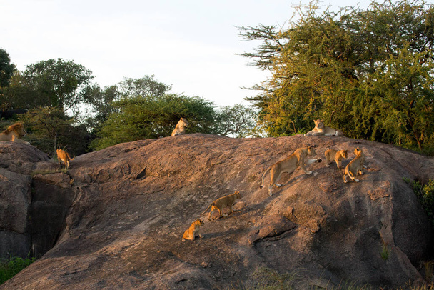 Aslan, Doğu Afrika Ulusal Parklarında Bulundu. - Fotoğraf, Görsel