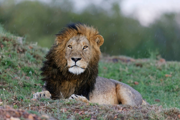LION FOUND IN EAST AFRICAN NATIONAL PARKS - Foto, Imagem