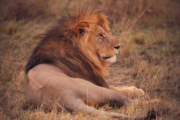 LION FOUND IN EAST AFRICAN NATIONAL PARKS - Photo, Image