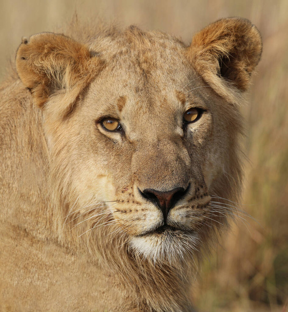 LION FOND IN OOSTENRIJK AFRIKAANSE NATIONALE PARKEN - Foto, afbeelding