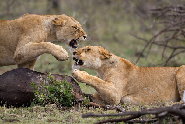 LION FOND IN OOSTENRIJK AFRIKAANSE NATIONALE PARKEN - Foto, afbeelding