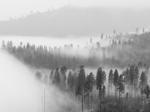 Fog in Yosemite Valley - Photo, Image