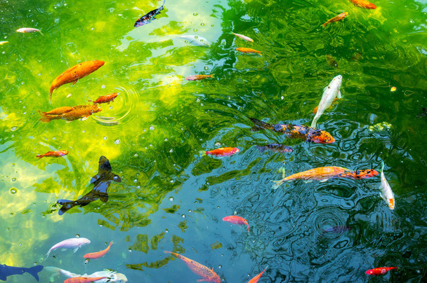 Koi Pesci nuotare nello stagno. Carpa di fantasia o pesce Koi sono rossi, arancioni. Vista dall'alto. - Foto, immagini