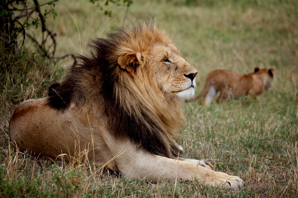 Лев, найденный в восточных африканских национальных парках - Фото, изображение