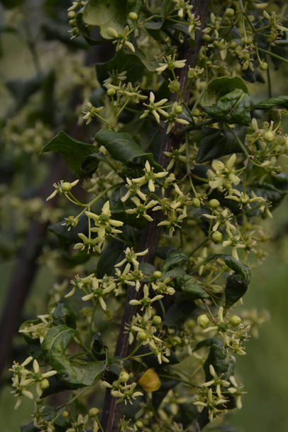 Kleine Blume auf europäischem oder gemeinem Spindelbaum, Euonymus Europaeus, Makro, selektiver Fokus, flacher DOF - Foto, Bild