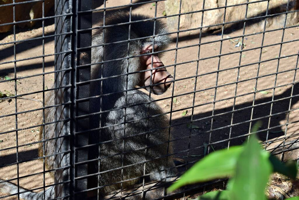Trieste hartverscheurende eenzame aap die in de kooi zit - Foto, afbeelding