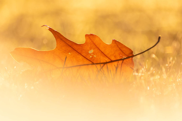 秋には色とりどりの葉がバックライトで輝き、寒い季節には自然の美しい側面としてオレンジ、赤、黄色で太陽の下で葉の静脈を示します。 - 写真・画像