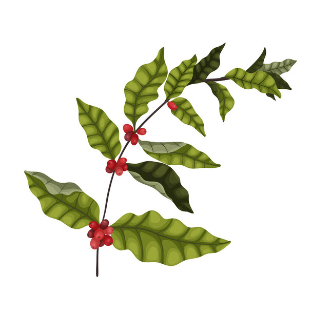Vector illustration isolate on a white background a large branch of a coffee tree with berries and leaves in a cartoon style. Dark green leaves and red coffee berries for packaging and advertising design. - ベクター画像
