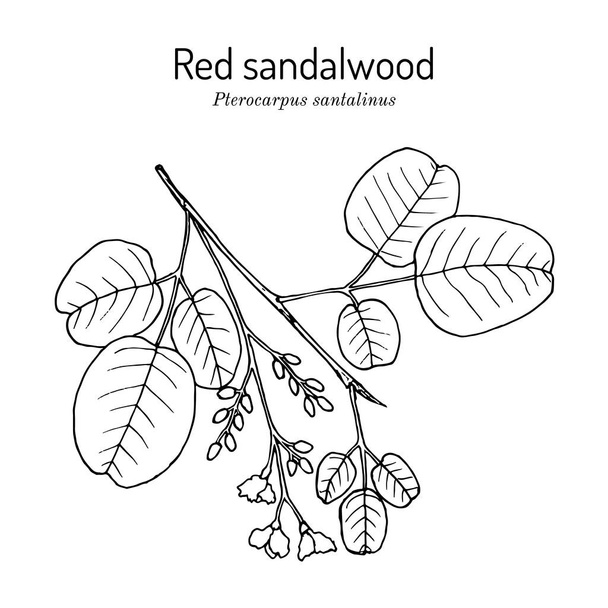 Red sandalwood Pterocarpus santalinus , medicinal plant - Vektor, Bild