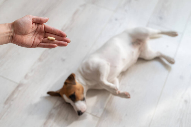 Close-up of a female hand with a pill and a sick dog jack russell terrier lies on the wooden floor - Valokuva, kuva