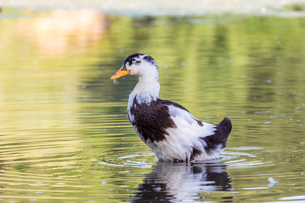 Black and white duck on the river in sunny weather - Φωτογραφία, εικόνα