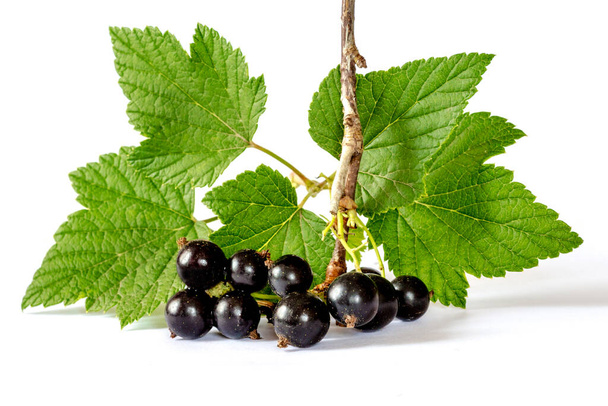 Branch of currants with fruits and leaves on a white isolated background - Photo, Image