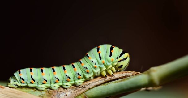 Close up of a green caterpillar of a swallowtail butterfly, on green branches against a dark background - Photo, Image