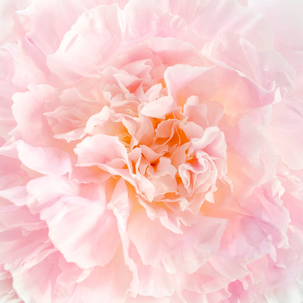 Bouquet of a lot of peonies of pink color close up. Flat lay, top view. Peony flower texture. - Fotografie, Obrázek