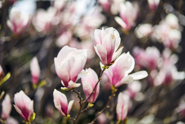 Árbol de magnolia floreciente con grandes flores rosadas en un jardín botánico. Concepto de fondo natural. - Foto, imagen