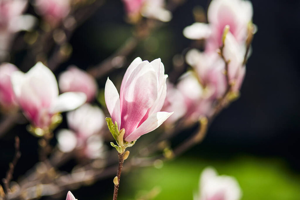 Árbol de magnolia floreciente con grandes flores rosadas en un jardín botánico. Concepto de fondo natural. - Foto, imagen