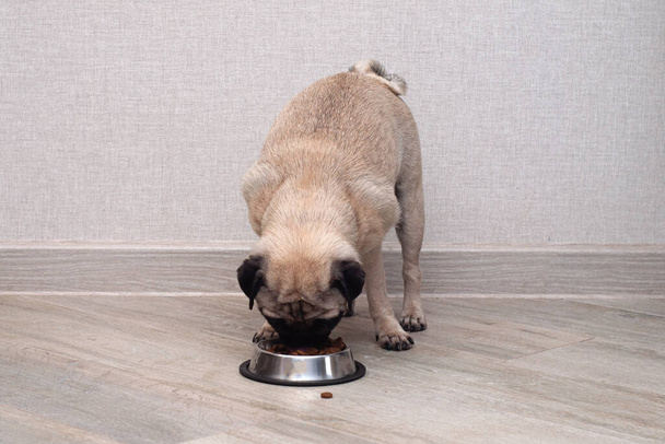 hungry pug dog eating dry feed from his bowl. balanced pet diet - Foto, Imagen
