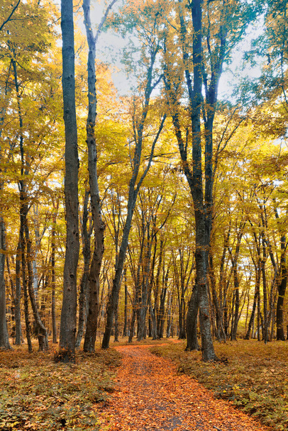 Hustý les uprostřed podzimu - Fotografie, Obrázek