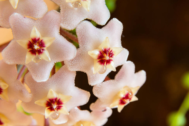 Makro Hoya Carnosa nebo Waxplant Flower - Fotografie, Obrázek