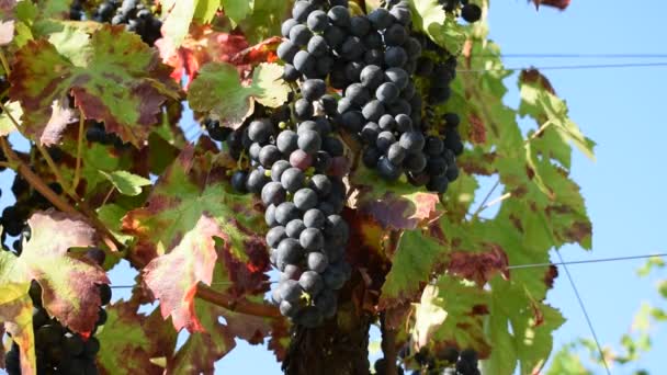 Stelletje rijpe zwarte druiven op de wijngaard. - Video