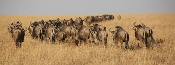 wildbeest migration betwen Serengeti and Maasai Mara national park - Photo, Image