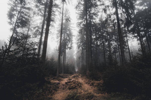 gęsta mgła na ścieżce w ciemnym jesiennym lesie - Zdjęcie, obraz