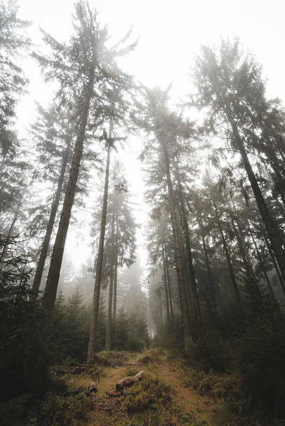 густой туман на тропе в темном осеннем лесу - Фото, изображение