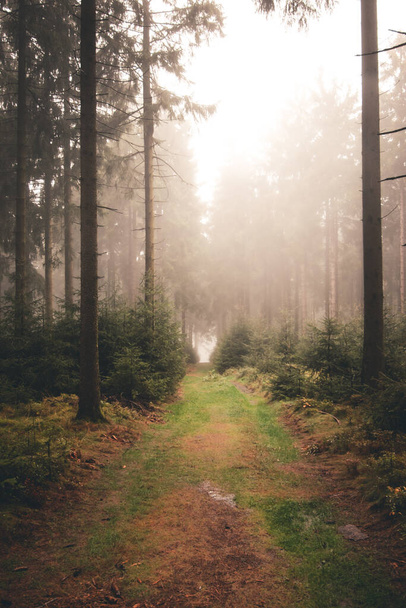 niebla espesa en un sendero en el oscuro bosque otoñal - Foto, imagen