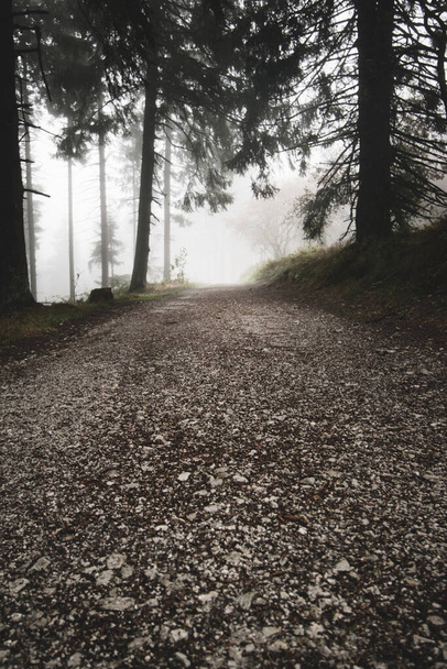 hustá mlha na stezce v temném podzimním lese - Fotografie, Obrázek