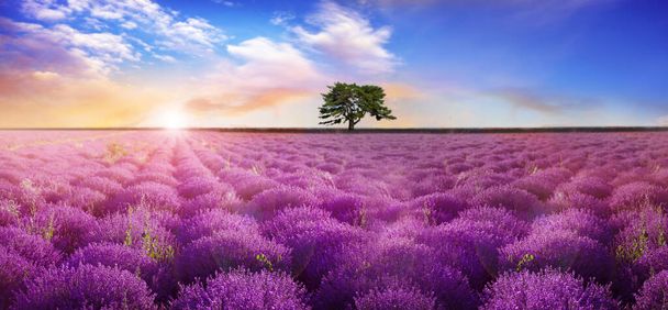 Beautiful lavender field with single tree under amazing sky at sunrise. Banner design - Foto, afbeelding