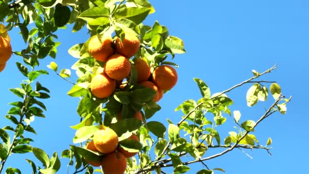 Tangerine fa a napfény alatt a kék égbolton. 4K - Felvétel, videó