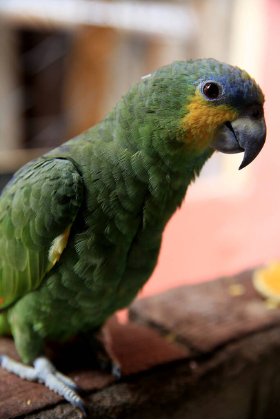 mata de sao joao, bahia / brazil - 25 september 2020: papegaai is te zien in een huis in de stad Mata de Sao Joao - Foto, afbeelding