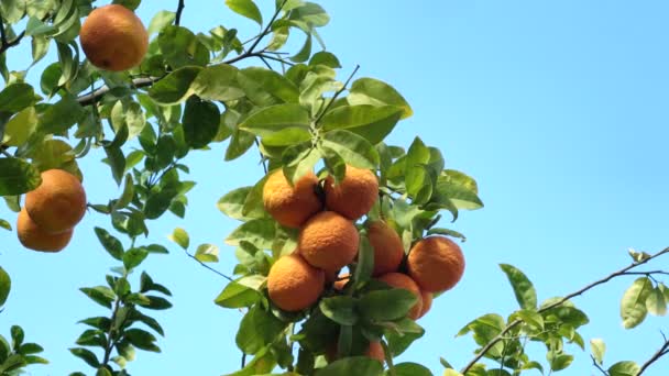 Tangerine tree under sunlight on blue sky bnackground. 4K - Footage, Video