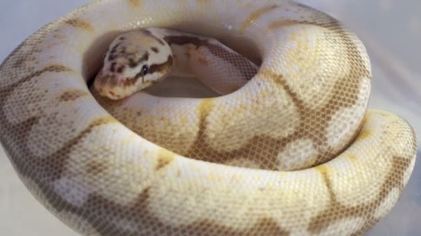 Close-up van Python die krult in een cirkel op een huisdier festival. - Video