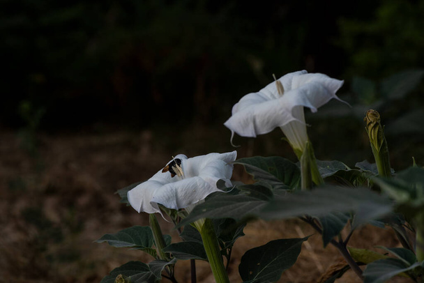 Датура, или трубы дьявола, являются ядовитым цветущим растением, принадлежащим семейству солановых. В Калифорнии это один из последних цветов, которые можно найти летом, будучи важным источником пыльцы для опылителей, таких как шмели - Фото, изображение